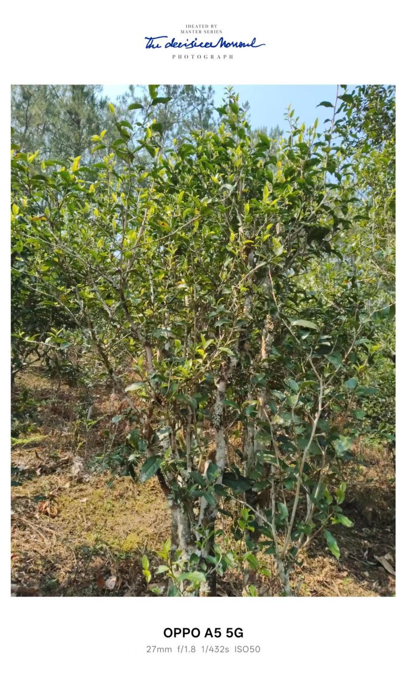 普洱小叶种茶，原生小叶种茶树鲜叶为原料，芽叶纤细、叶质柔软。