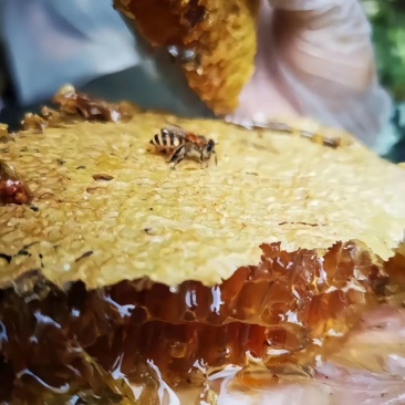 蜂蜜