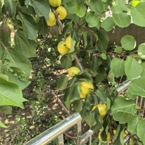 珍珠油杏
