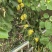 珍珠油杏