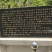 珍珠油杏