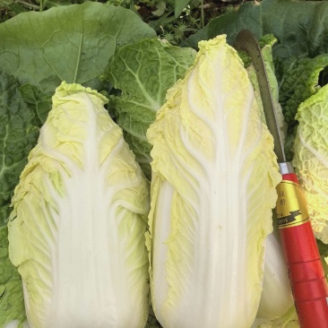 云南昆明产娃娃菜0.2/颗