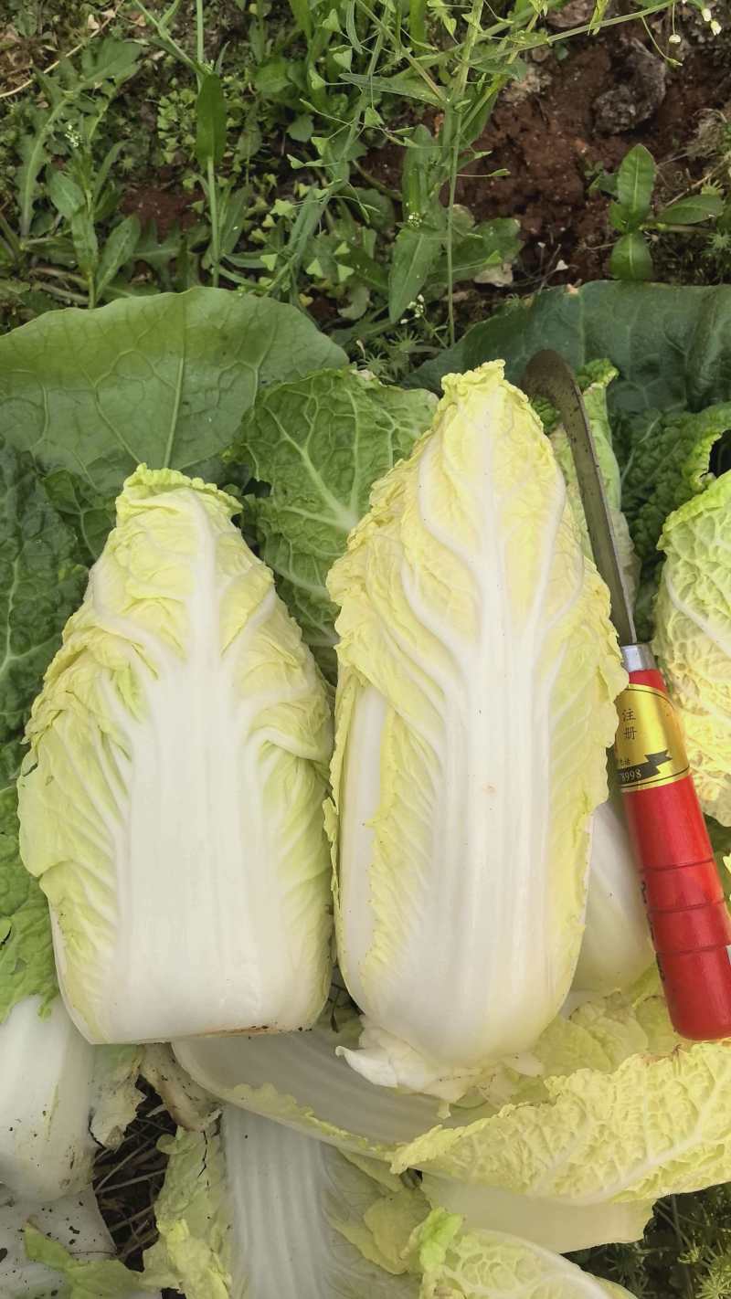 云南昆明产娃娃菜0.2/颗