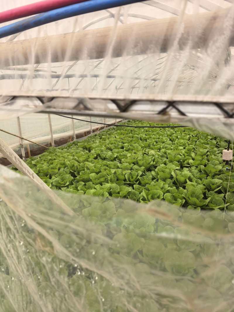 云南昆明产娃娃菜0.2/颗