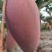 贵妃芒