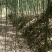 新鲜竹笋