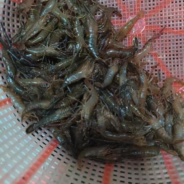 长期供应河虾