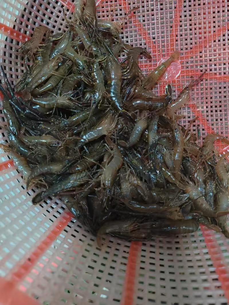 长期供应河虾