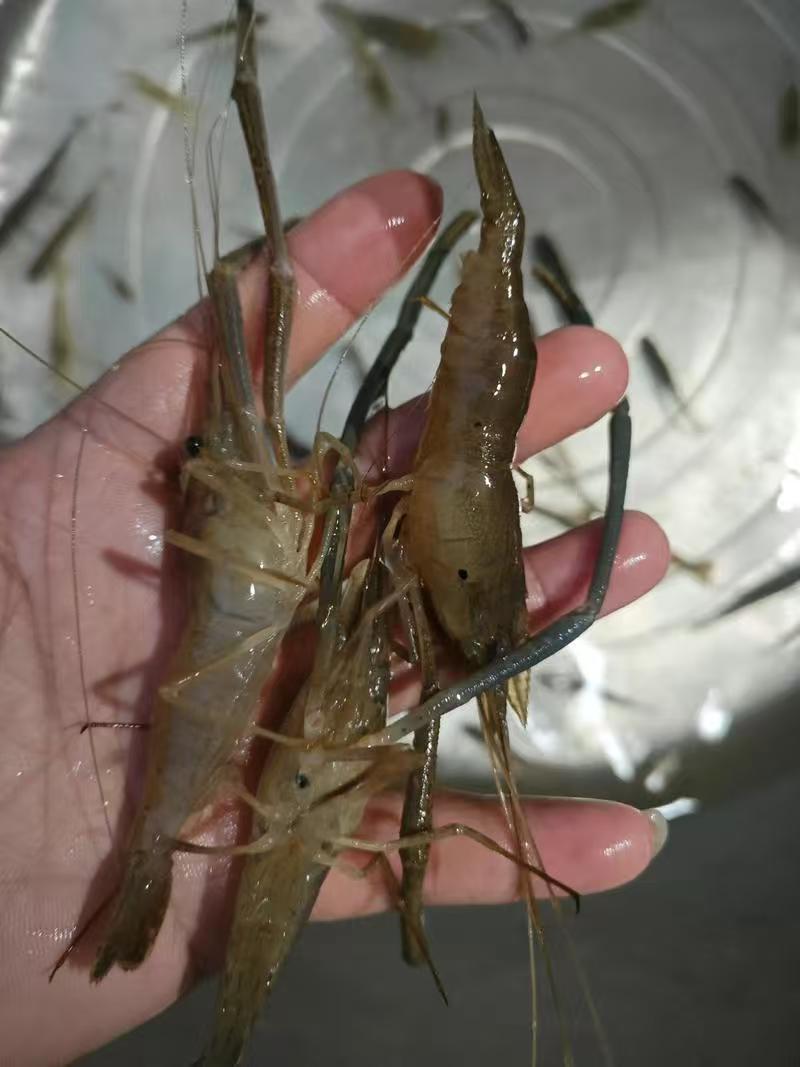 长期供应河虾