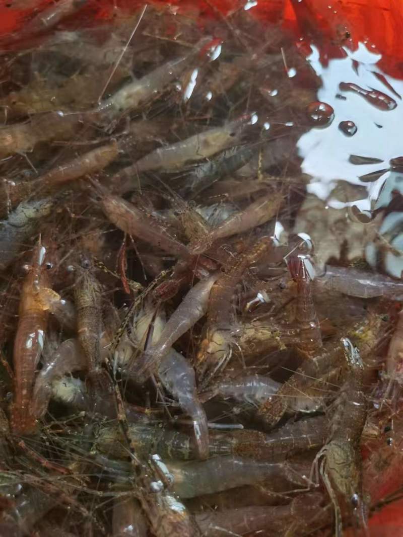 长期供应河虾