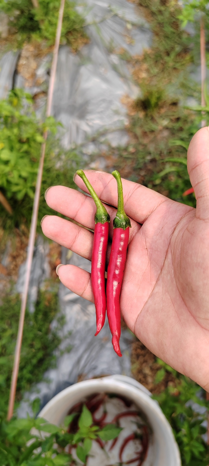 现在指天椒多少钱？