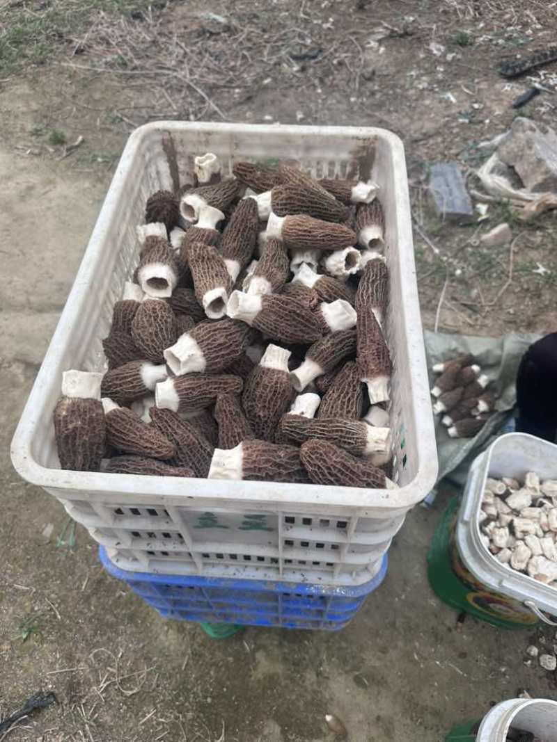 8到10公分精品六妹