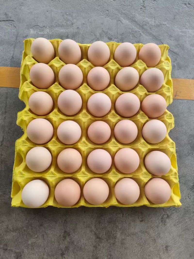 粉八双色，黑凤双色