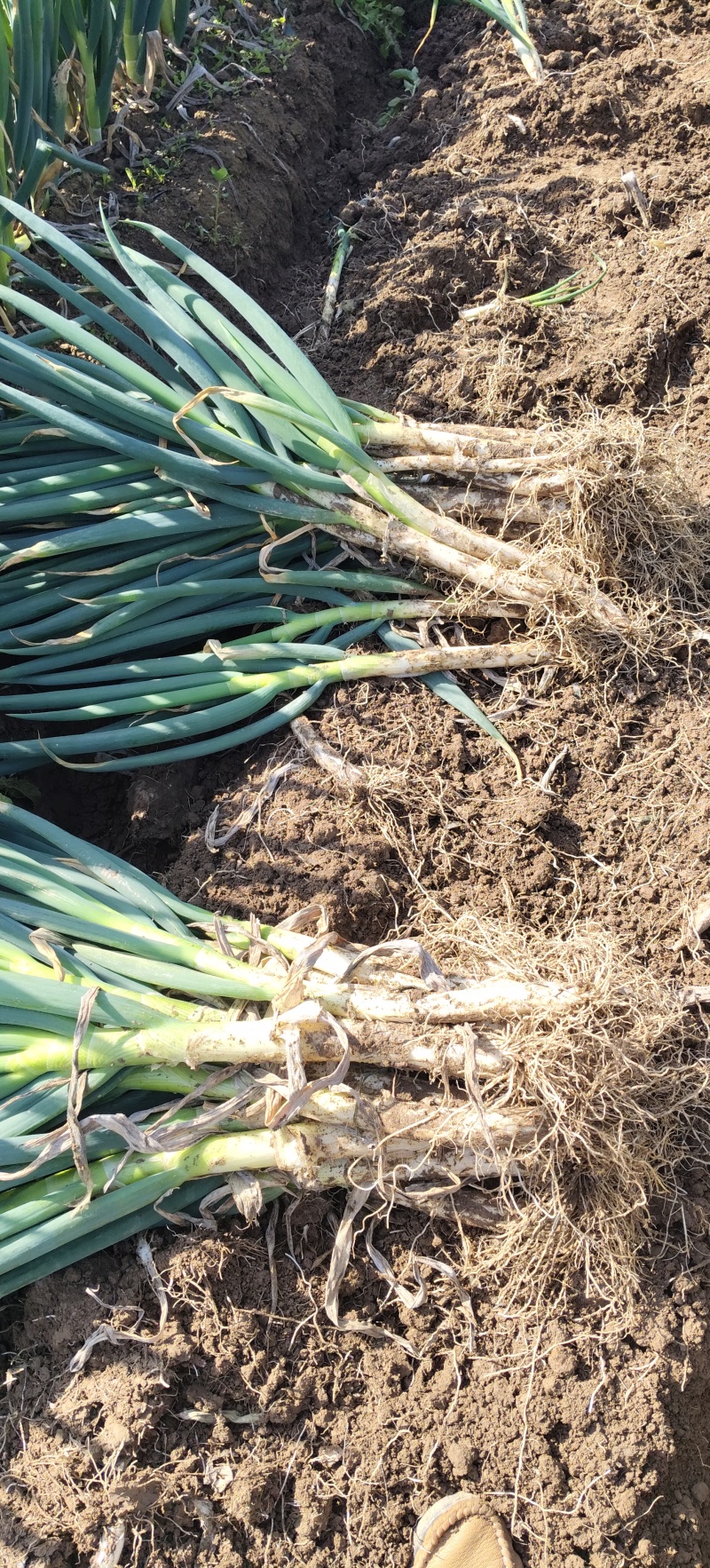 长杆50左右，中粗偏上，电商好货