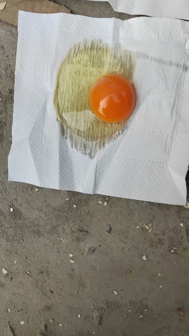 粉八双色，黑凤双色