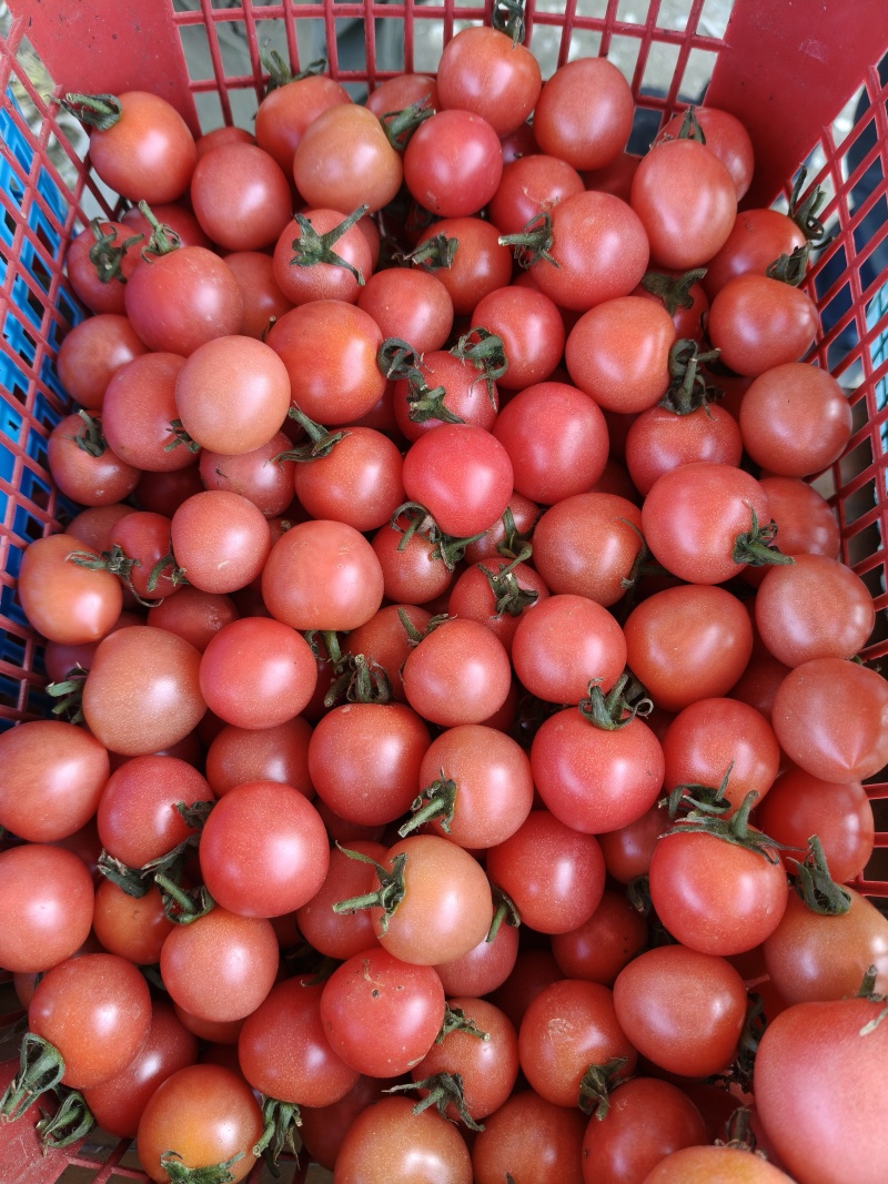 圣女果