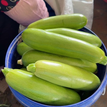 西葫芦大量上市