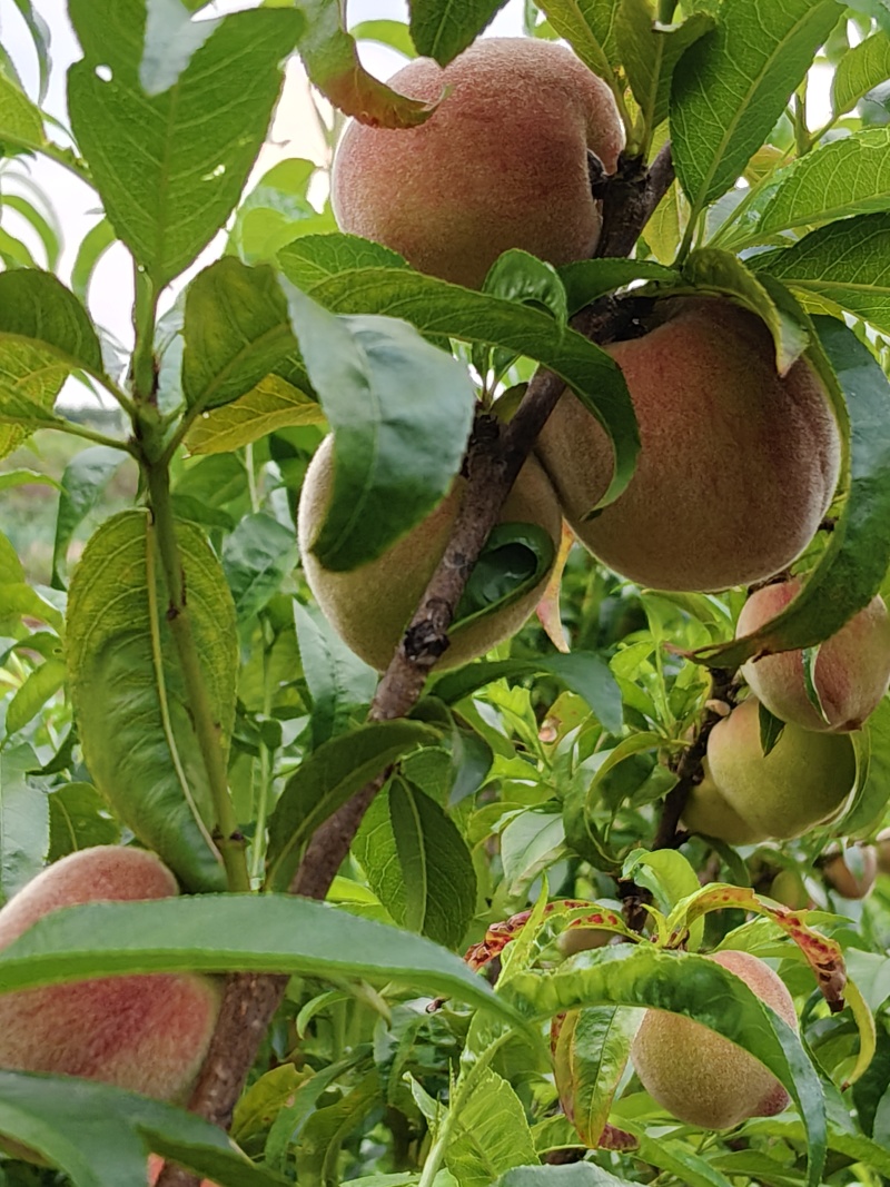 春桃
