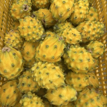 燕窝果麒麟果