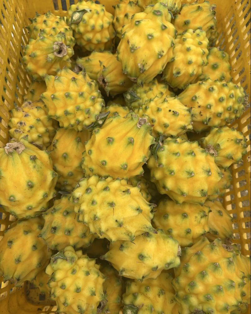 燕窝果麒麟果