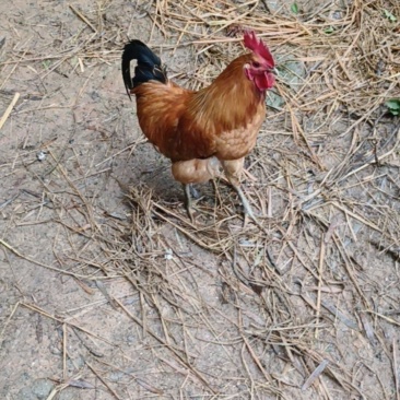 土鸡