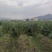 蚕豆