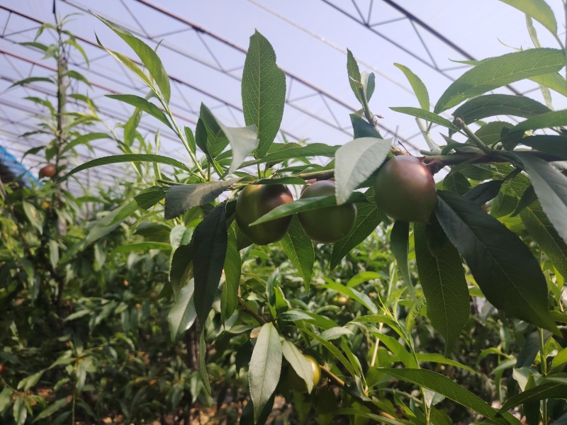 油桃