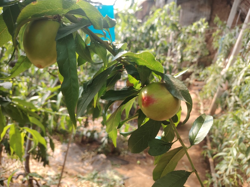 油桃