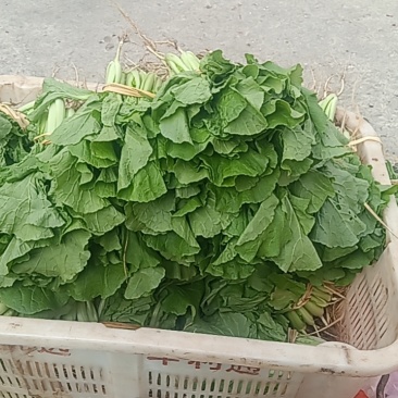 麻叶菜小白菜