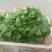 麻叶菜小白菜
