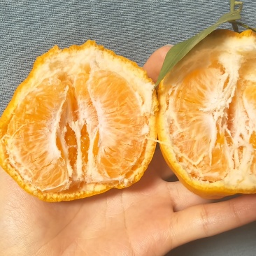 四川眉山耙耙柑