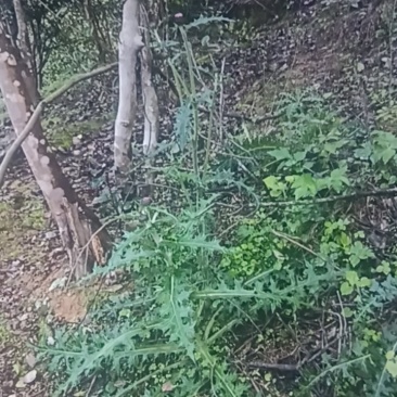 野生大蓟