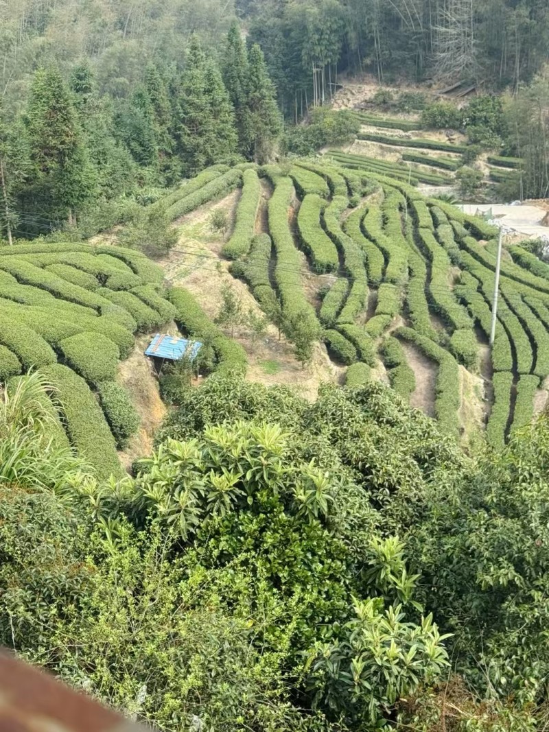 湖南高山玲珑茶
