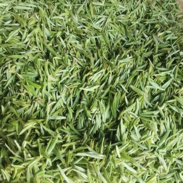 清明茶黄金茶1500亩鲜叶也卖
