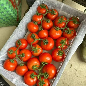 西红柿🍅