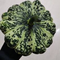 飞碟南瓜现摘现发