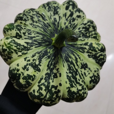 飞碟南瓜现摘现发