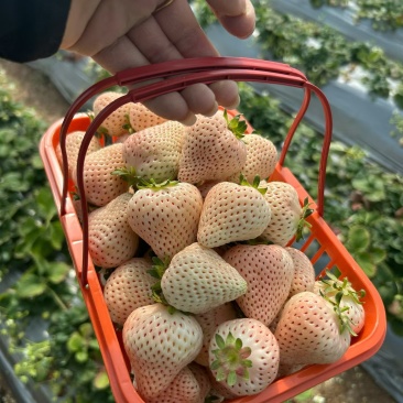 大理剑川高原草莓