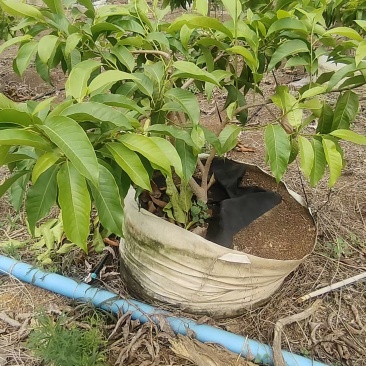 玉兰花