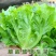 生菜