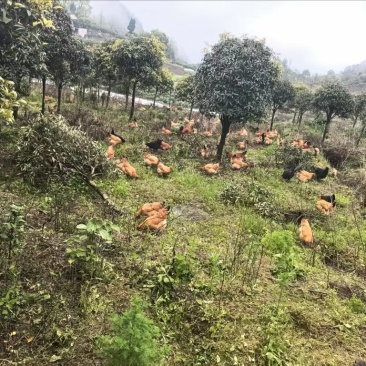 生态一家散养土鸡