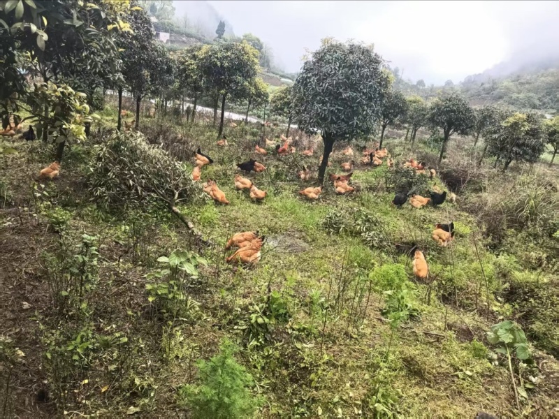 生态一家散养土鸡