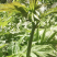 海拔3500米以上的高山雪芽菜