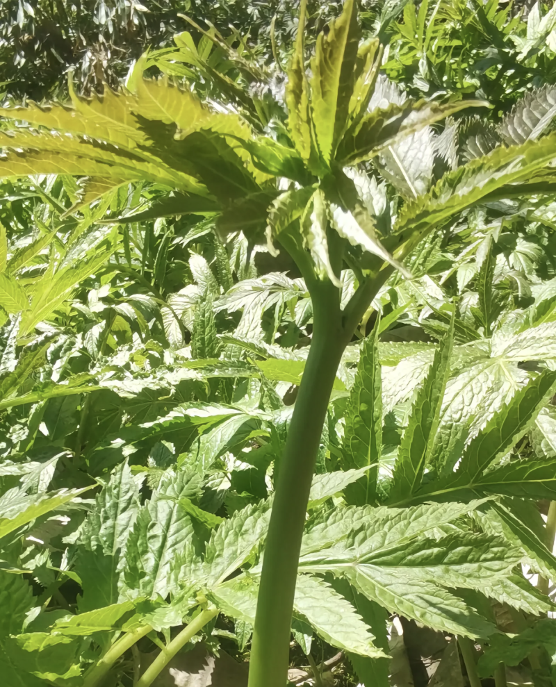 海拔3500米以上的高山雪芽菜