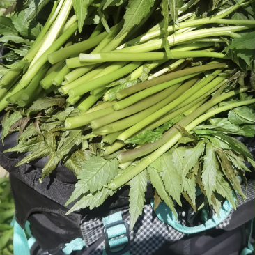 海拔3500米以上的高山雪芽菜