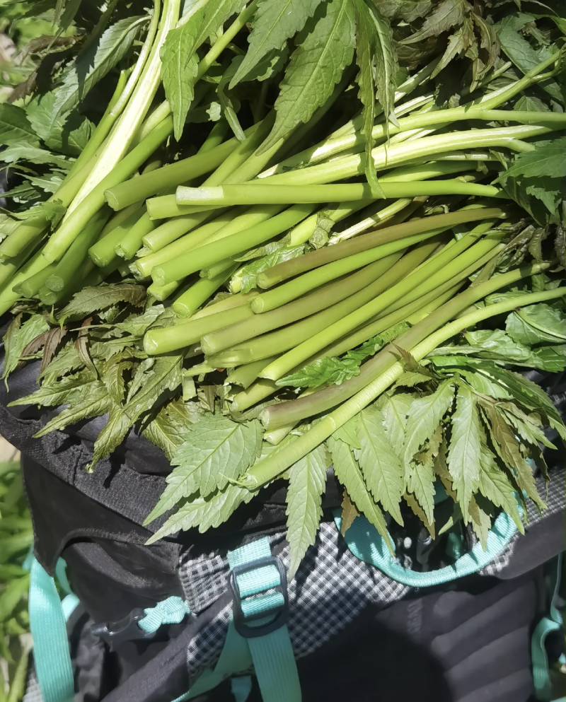 海拔3500米以上的高山雪芽菜