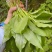 海拔3500米以上的纯正山野菜