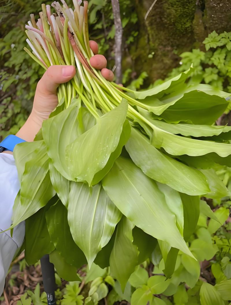 海拔3500米以上的纯正山野菜