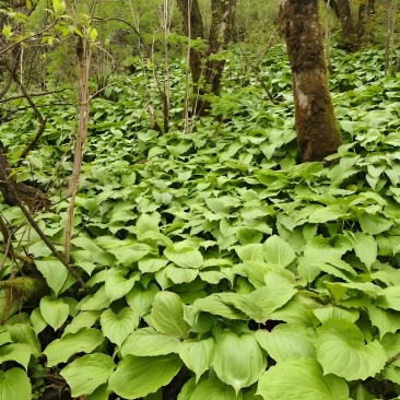 海拔3500米以上的纯正山野菜