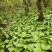 海拔3500米以上的纯正山野菜